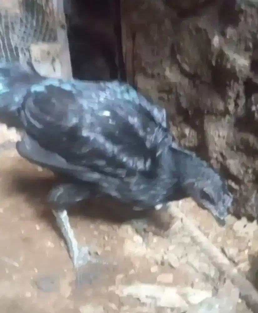 Ayam cemani jantan siap kawin