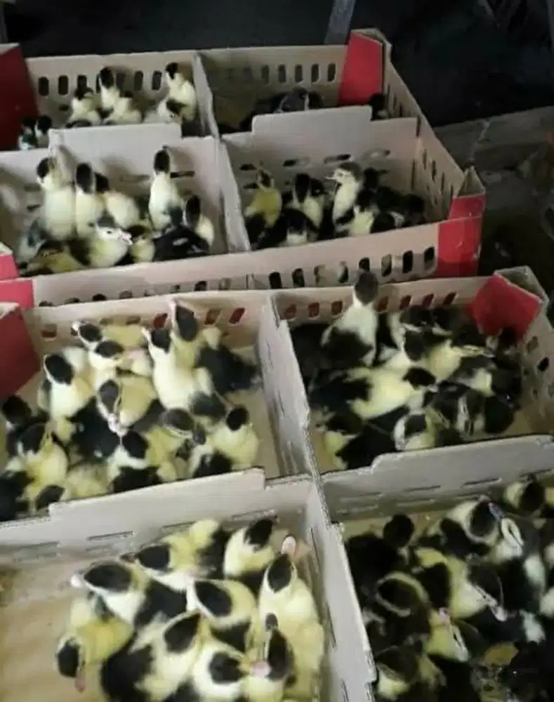 Doe,Doc,dod stok 5 box