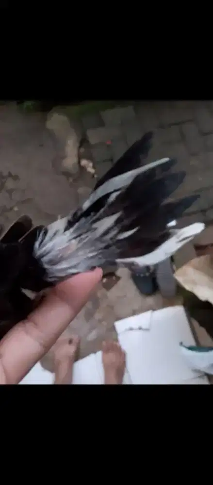 Trotolan trah blorok sepsang