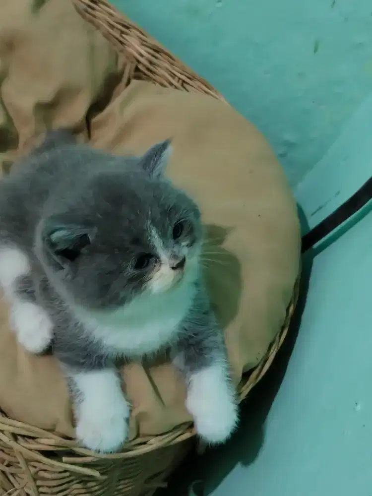 British female gemoy lucu.