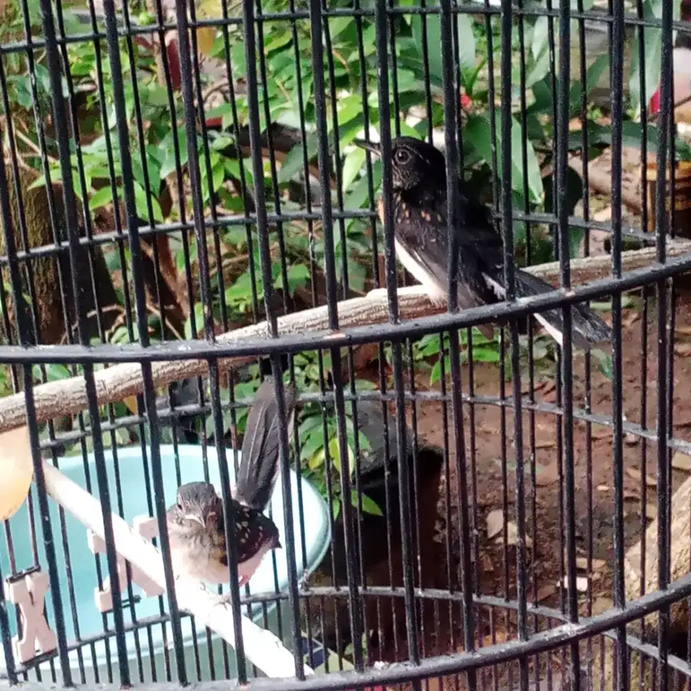 Sepasang trotolan trah blorok