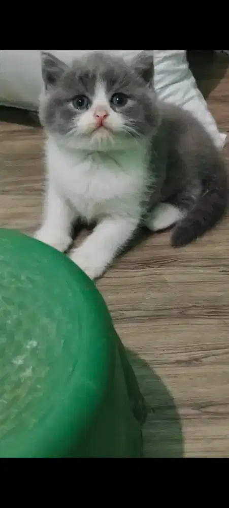 British bicolor male