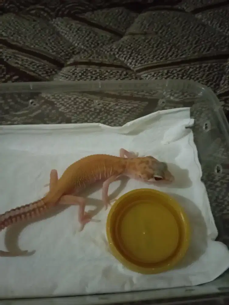 jual gecko baby ukuran big