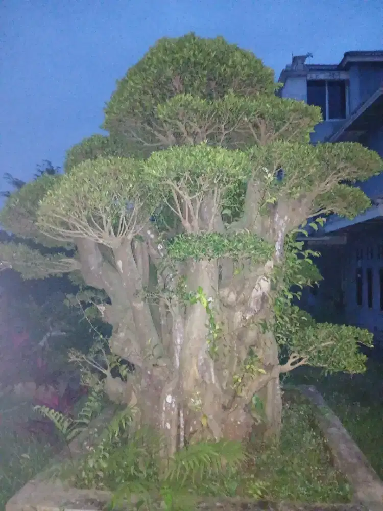 Bonsai untuk rumah mewah