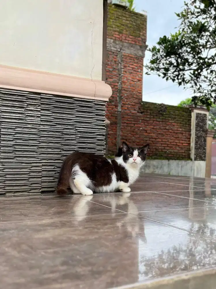 Kucing munchkin bsh british shorthair kitten