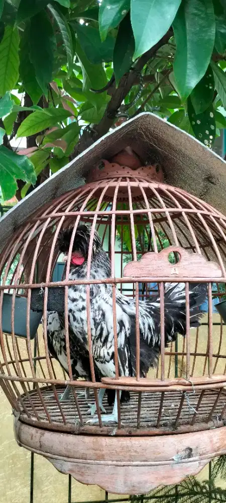 Jual ayam Poland 1 pasang Jambul Batik