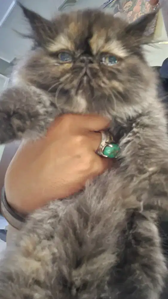 Kucing peaknose black smock