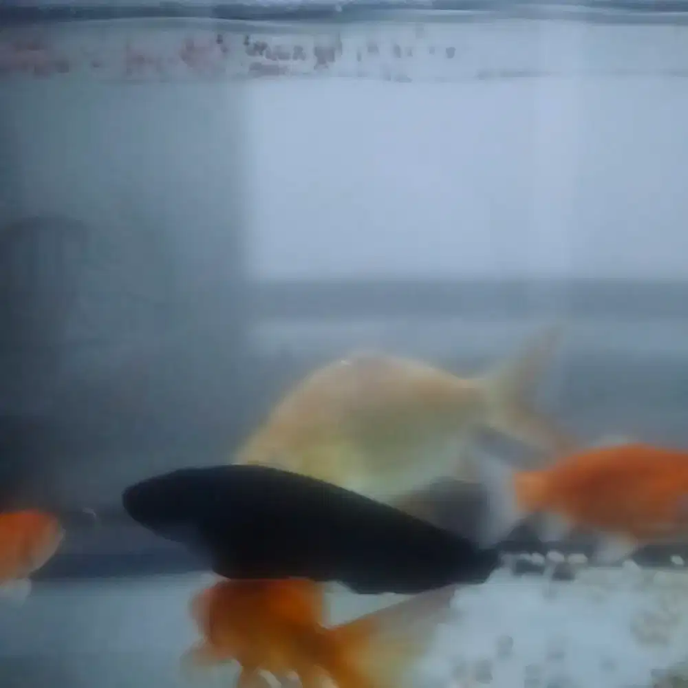 6 Ekor Ikan  + Aquarium + vibrator Udara