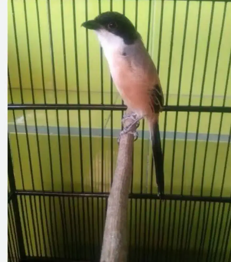 DIJUAL BURUNG PENTET MADURA GACOR DOR & JINAK