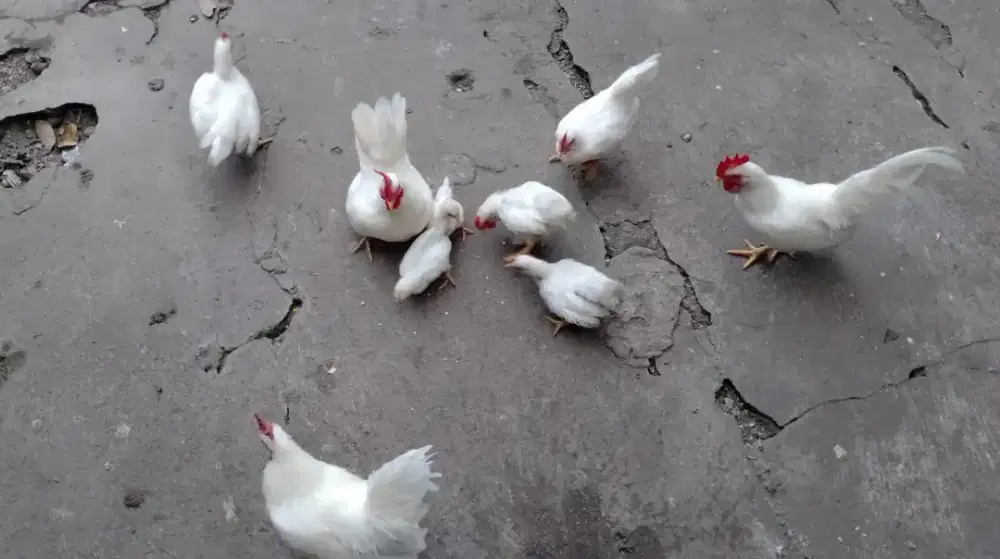 Ayam kate hias mataraman murah