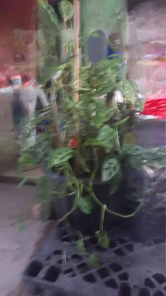 Pot dan bunga janda bolong