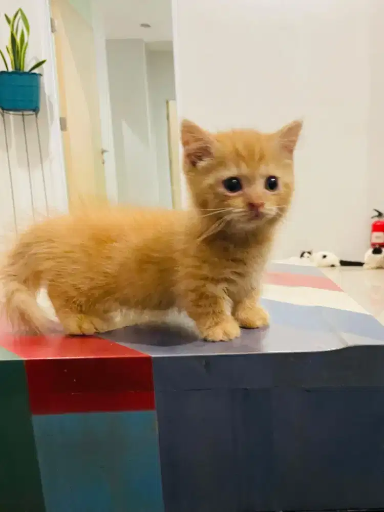 Kitten Munchin Standard 2 bulan jantan