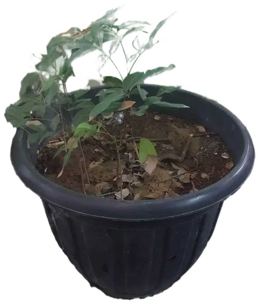 Pot bunga ukuran besar warna hitam