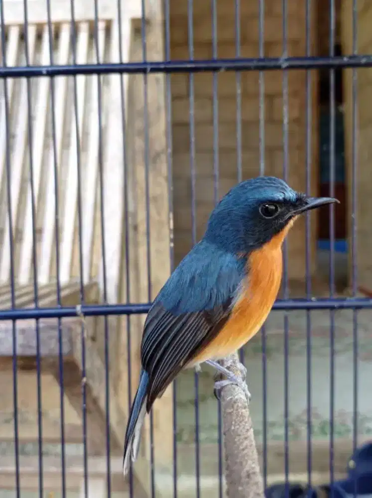 Tledekan gunung lokal tasik