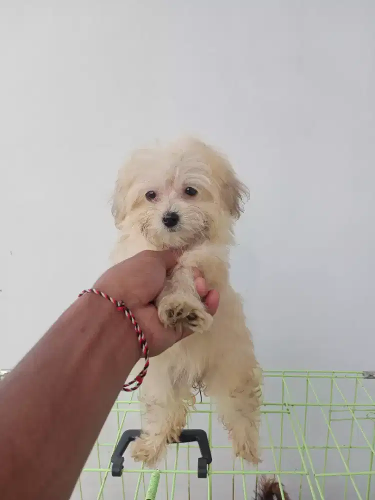 Anjing ras kecil betina imut