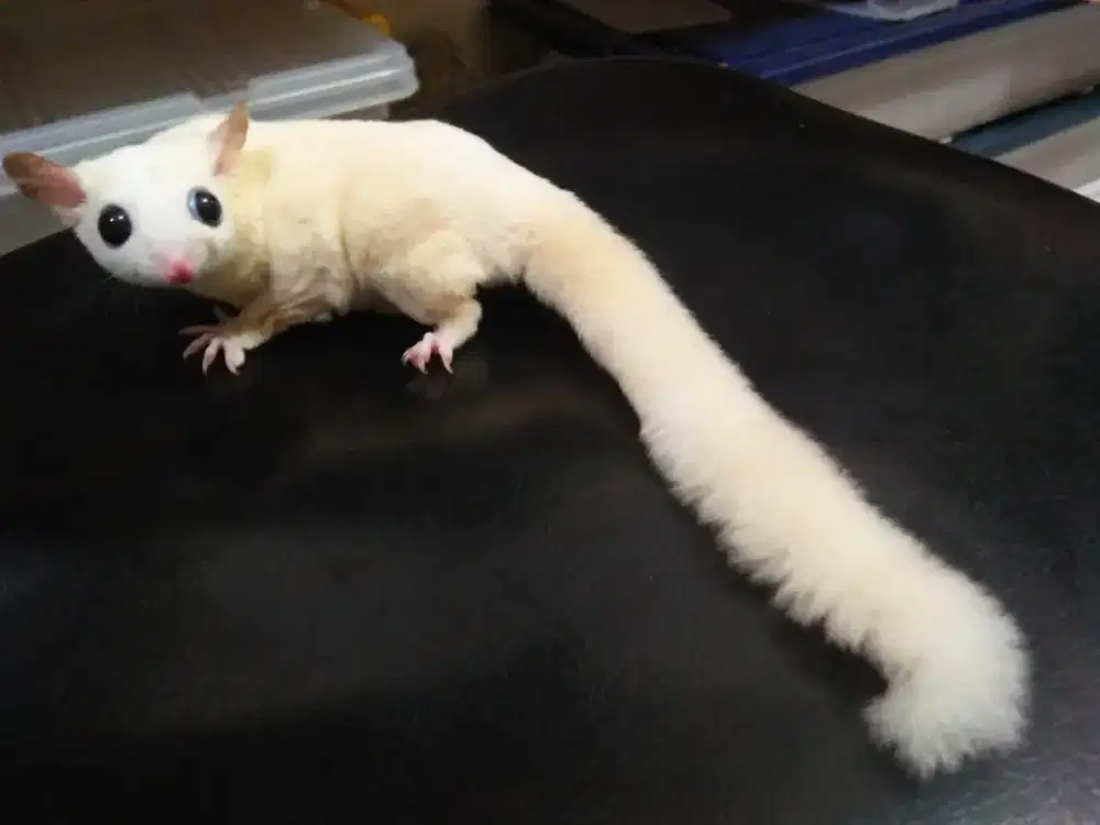 jual sugar glider betina leucistic / leu