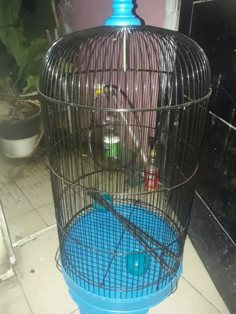 kandang besi lovebird baru