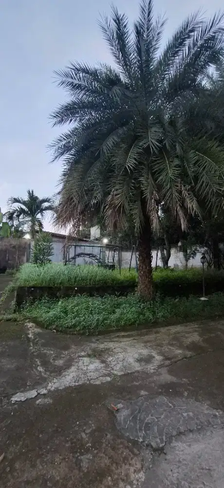 Di Jual Sebidang tanah luas dengan harga murah dibawah harga pasar.