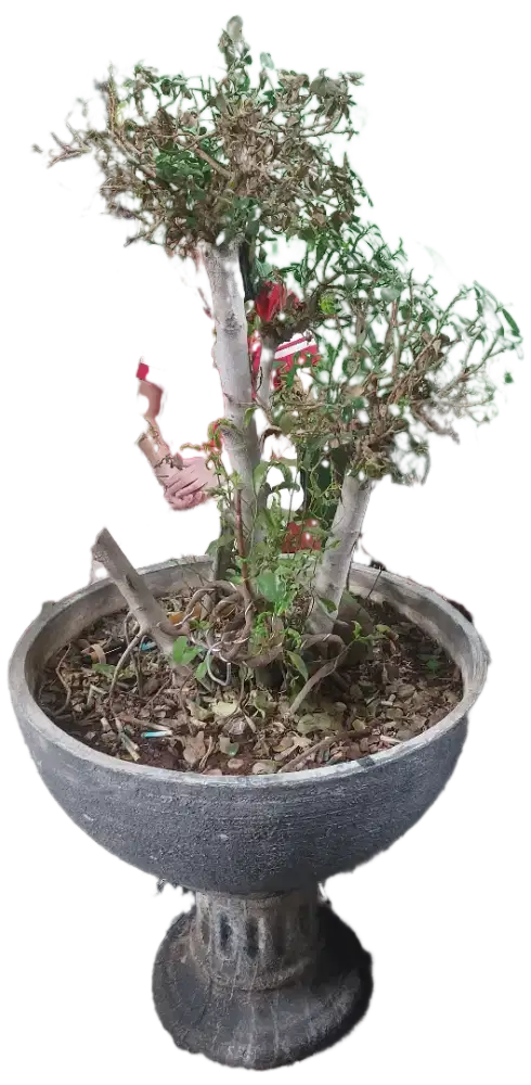 Pot bunga ukuran besar