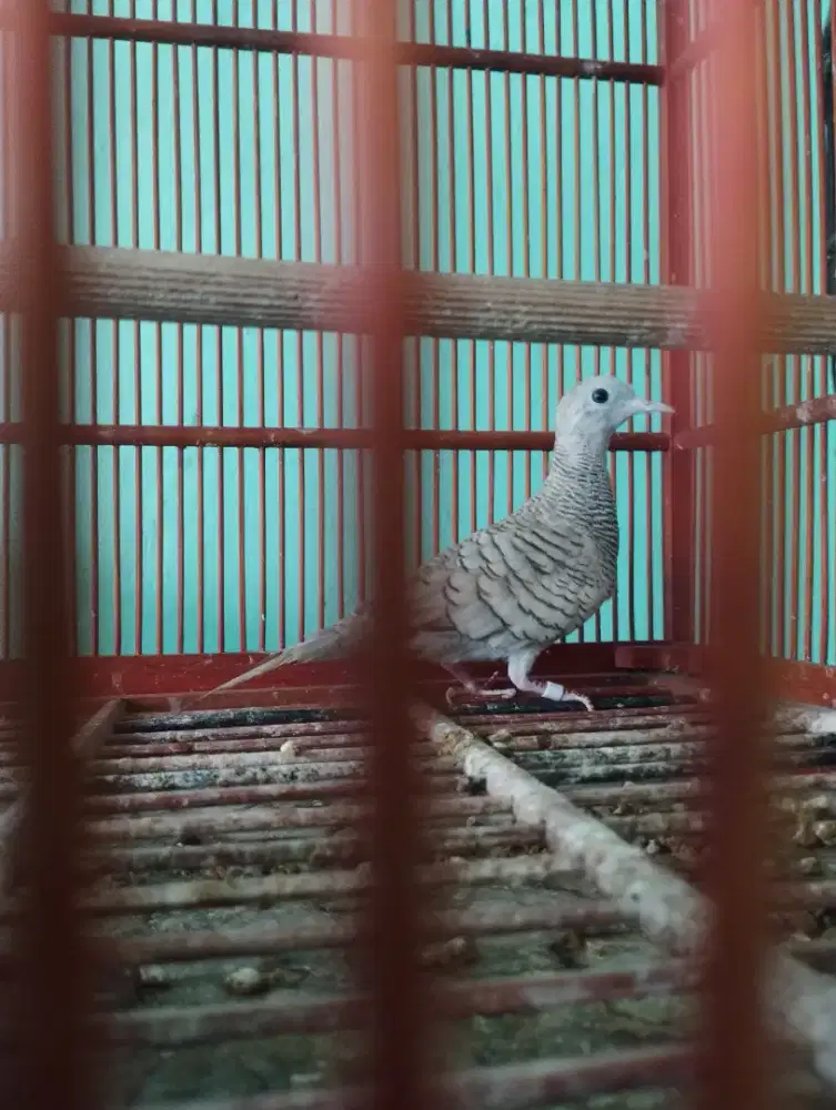 Perkutut silver jantan