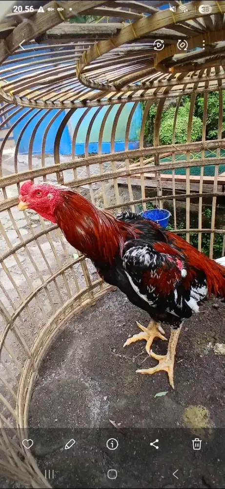 Ayam bangkok superr win 7x