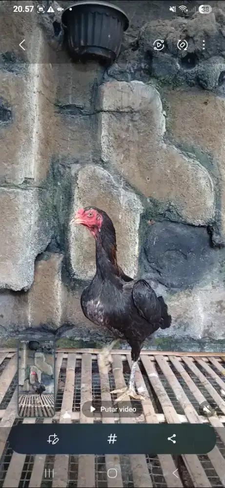 Babon bangkok istimewa..super besarr