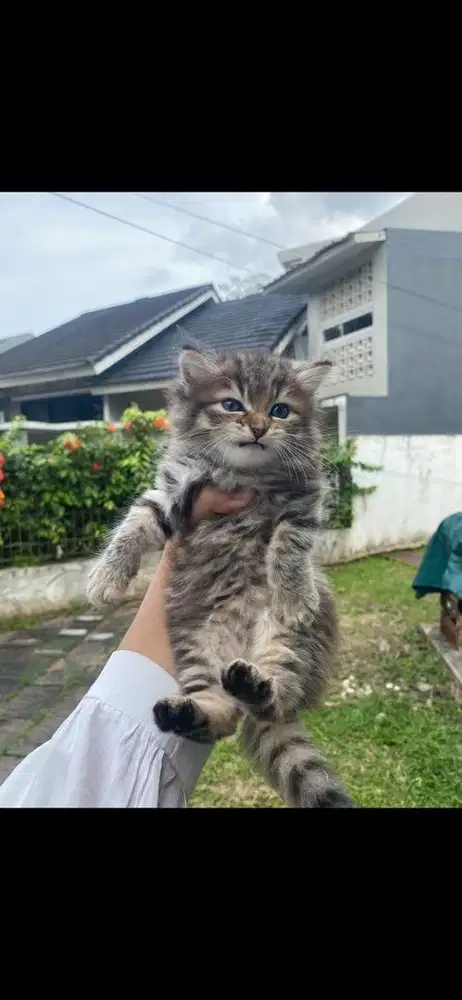 Kitten lucu betina