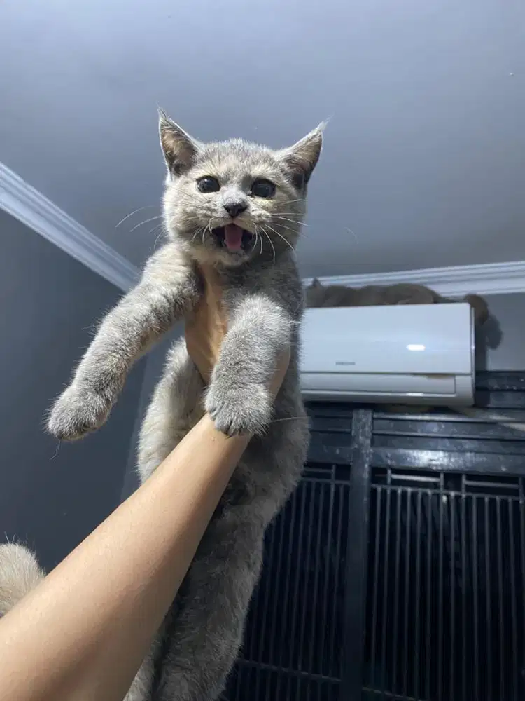 BSH TORTIE 3 bulan betina