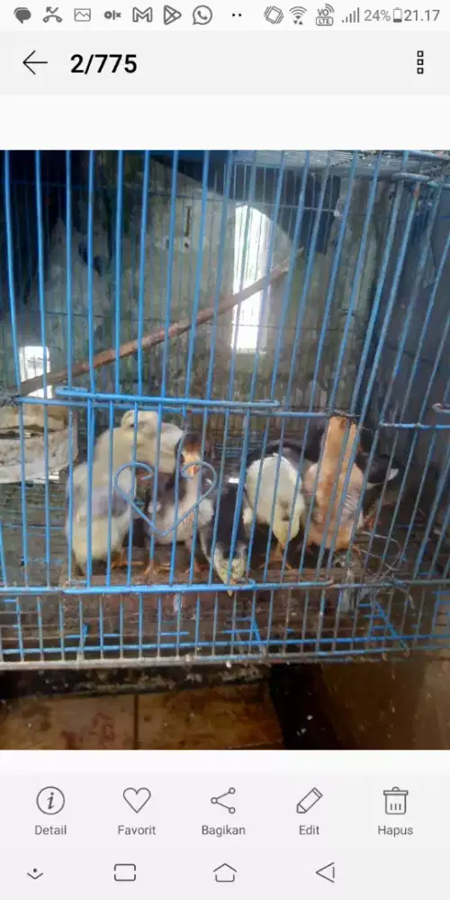 Anak ayam Bangkok umur 3 mingguan
