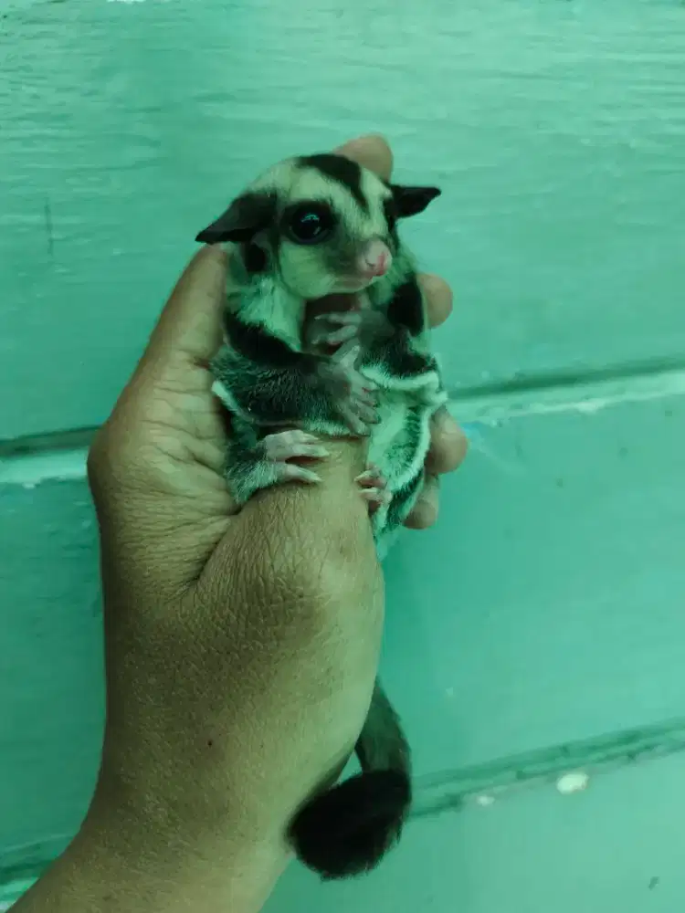 Joey sugarglider