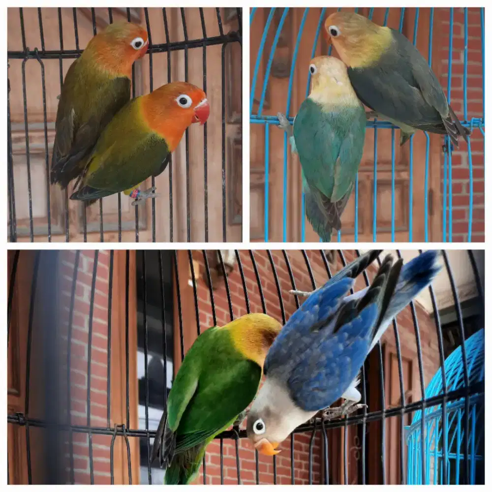 Lovebird bio dan aqua
