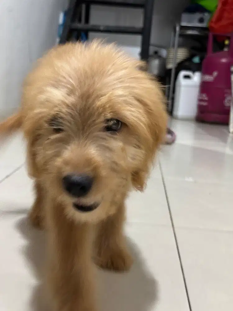 Dijual puppy  anjing Golden retriever x Pudel golden doodle