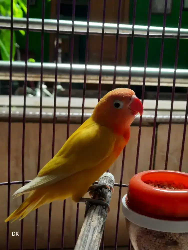 Burung lovebird dewasa