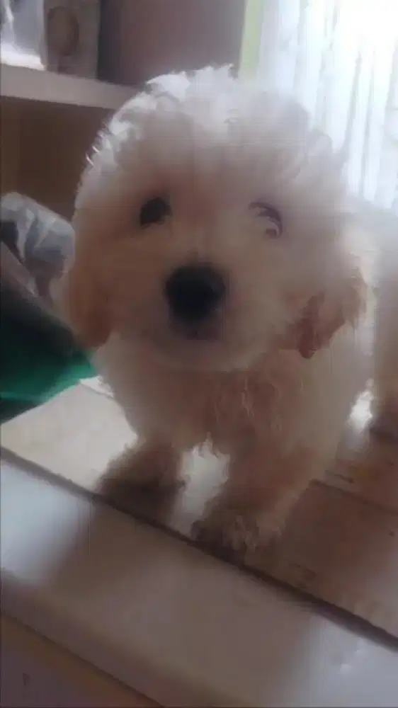 Anak Anjing Lucu Maltipo