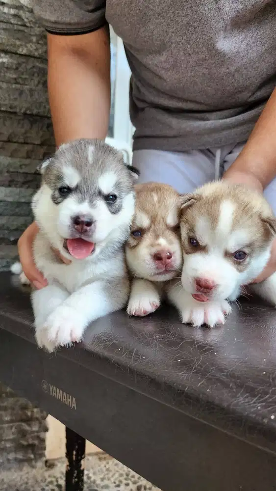 Open Adopt Husky anabul