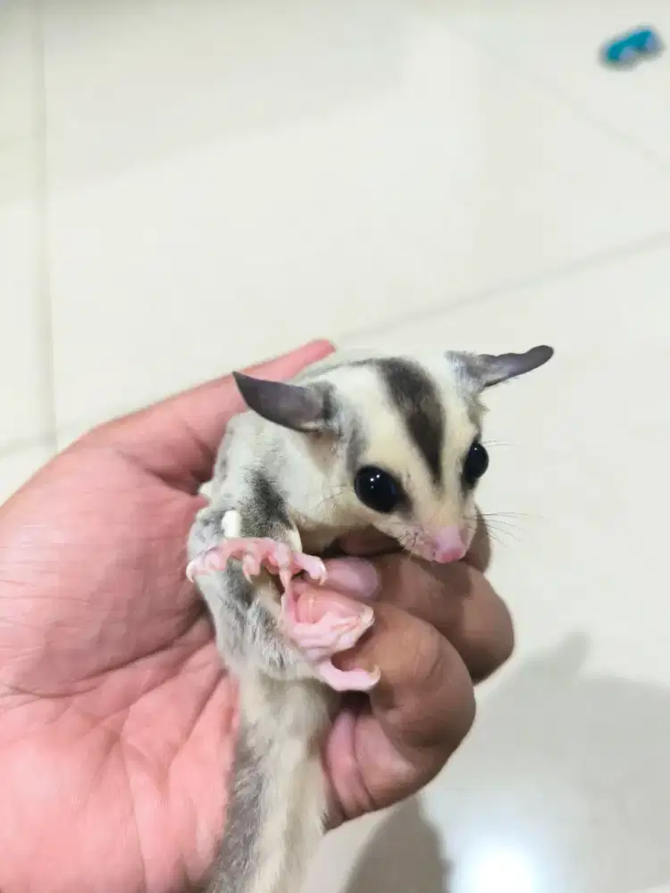 Sugar Glider Platinum