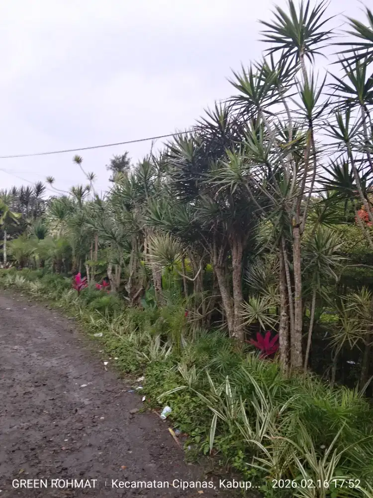 JUAL Tanaman Yucca | Harga Nego Ditempat