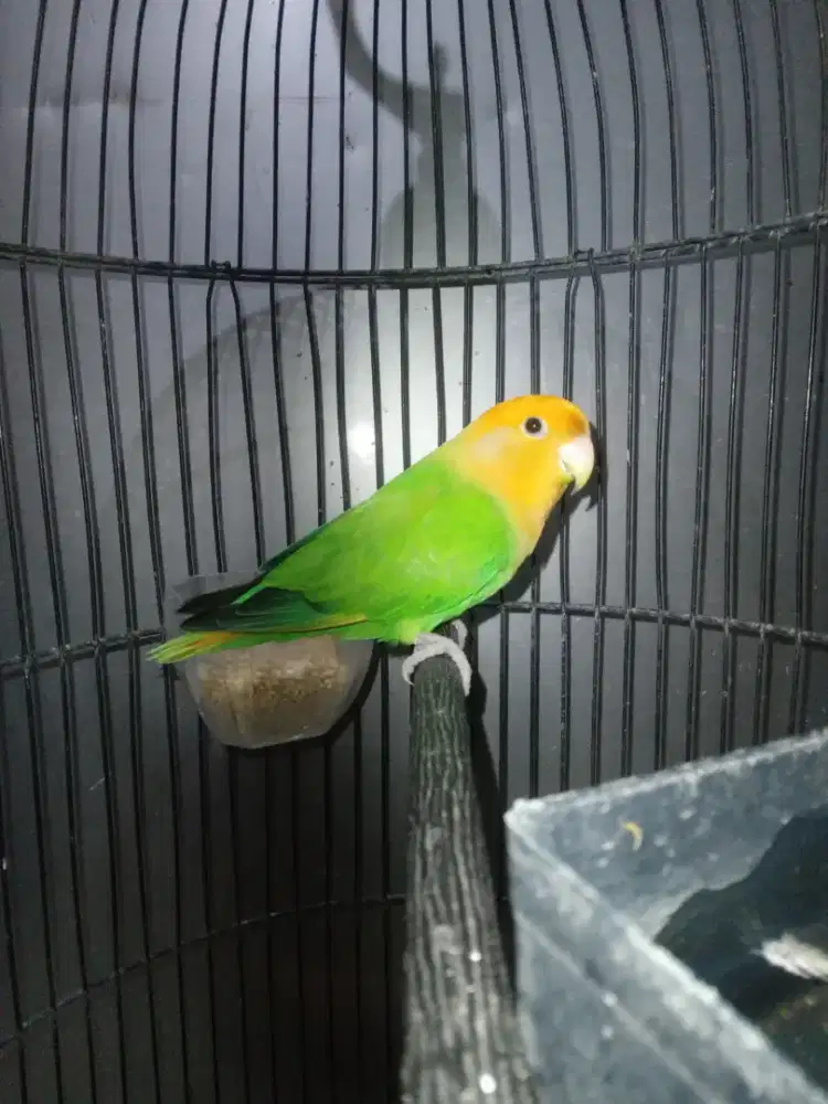 Lovebird non klep jantan