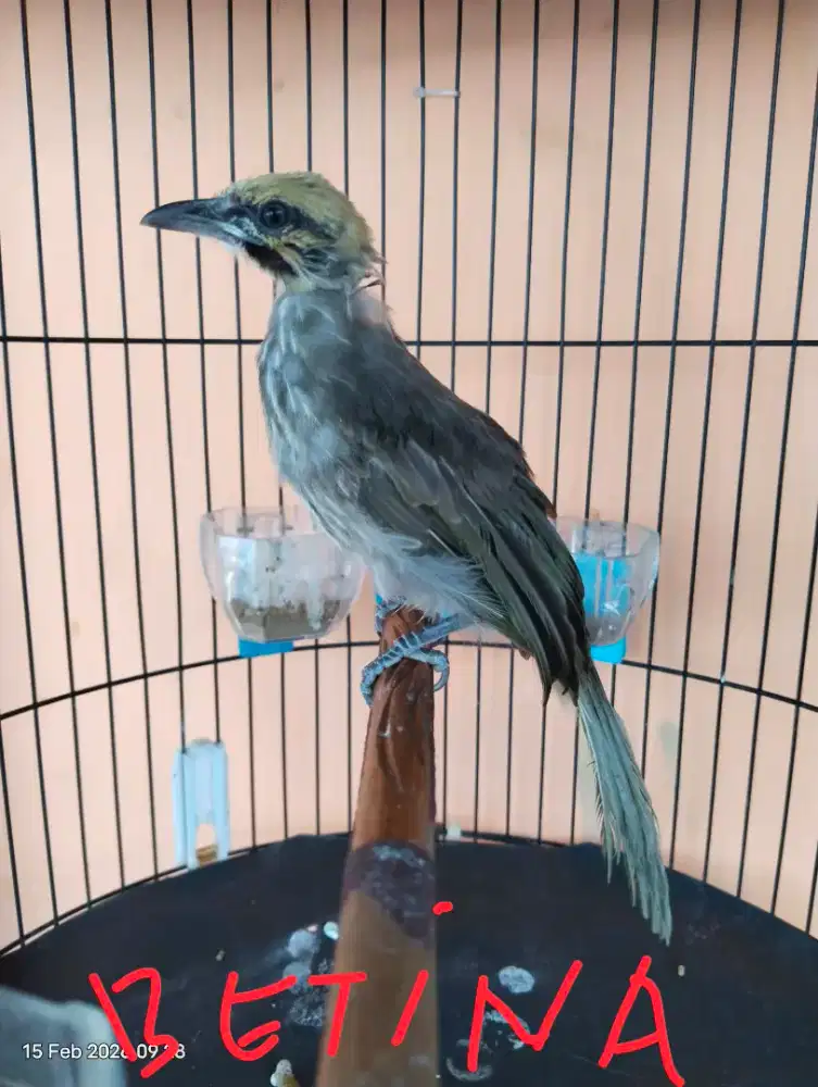 Cucak rowo body bige DNA