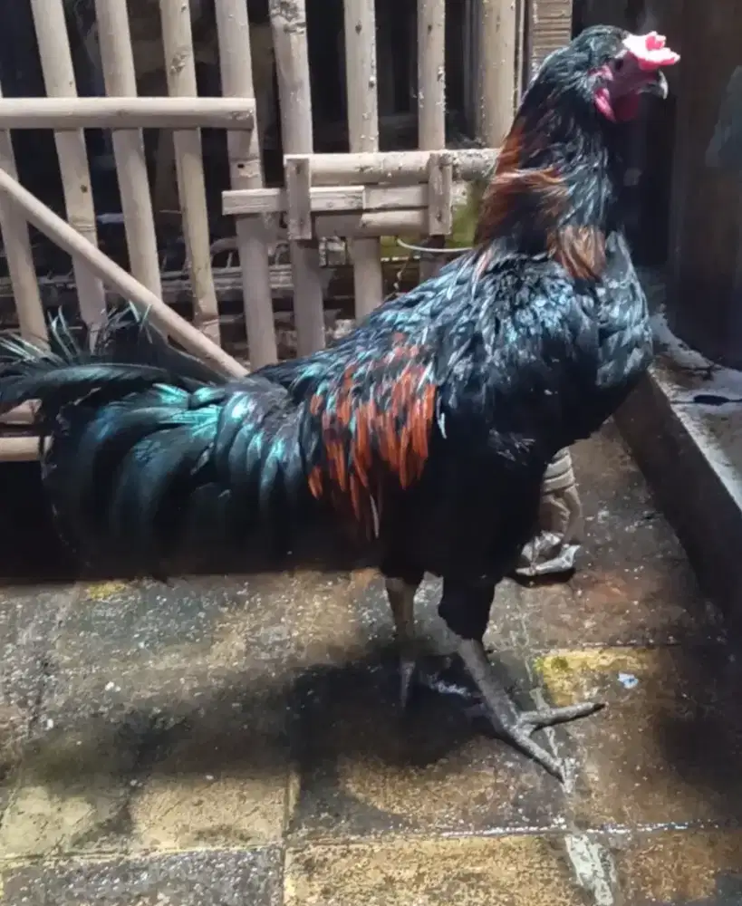 Ayam jago big Tulangan kaki tebek