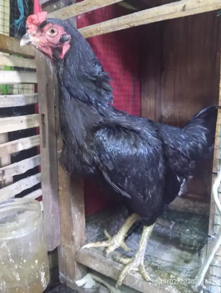 Ayam biangan bulbi babon