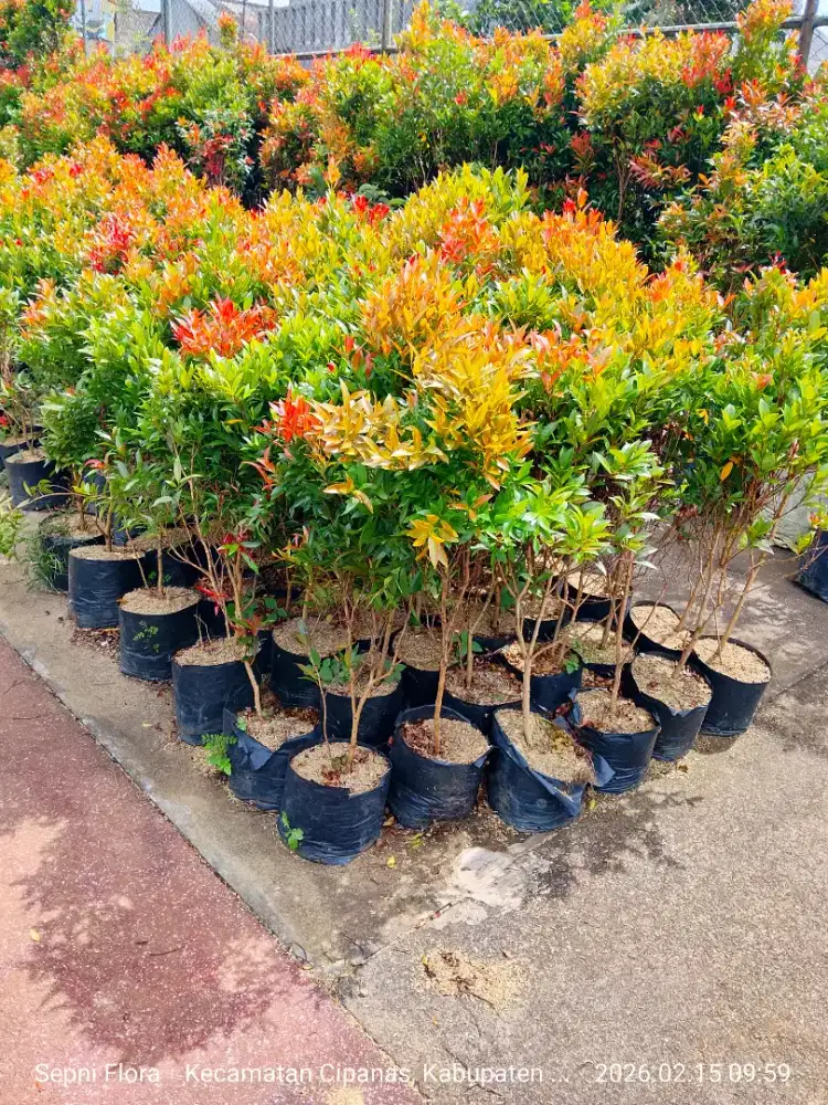 Tanaman Pucuk Merah | 7.000/ polybag