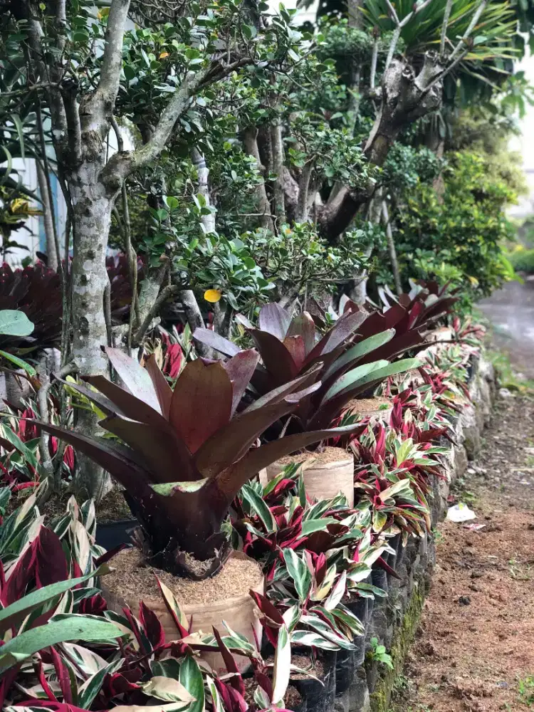 Tanaman Bromelia Gaint