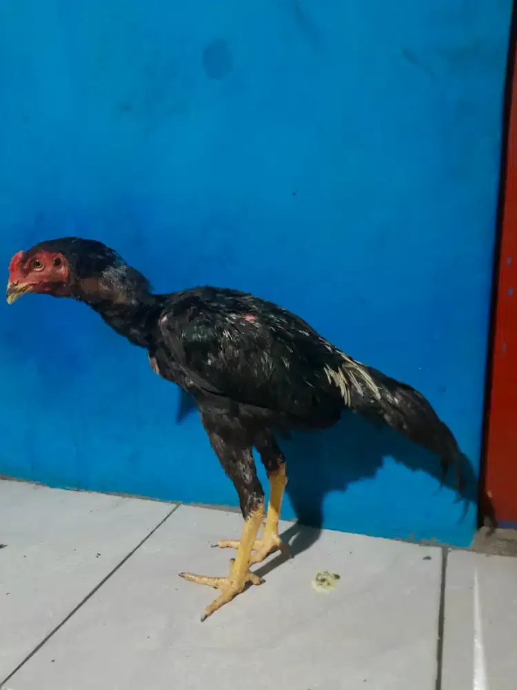 Ayam Bangkok Muda Super
