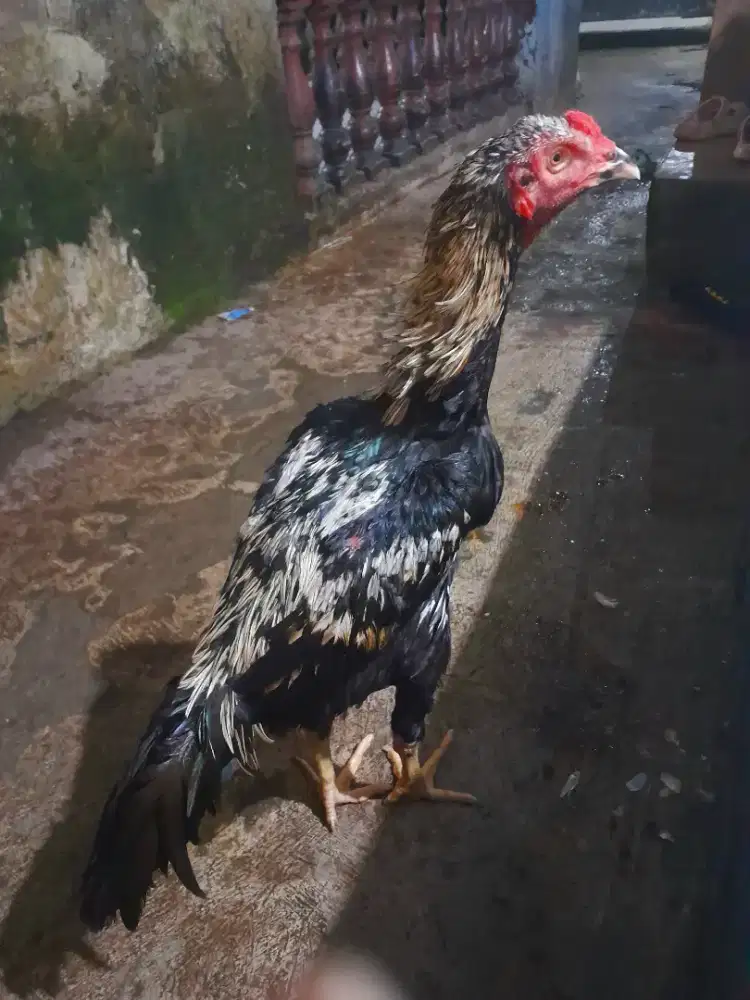 Ayam Bangkok Muda Super