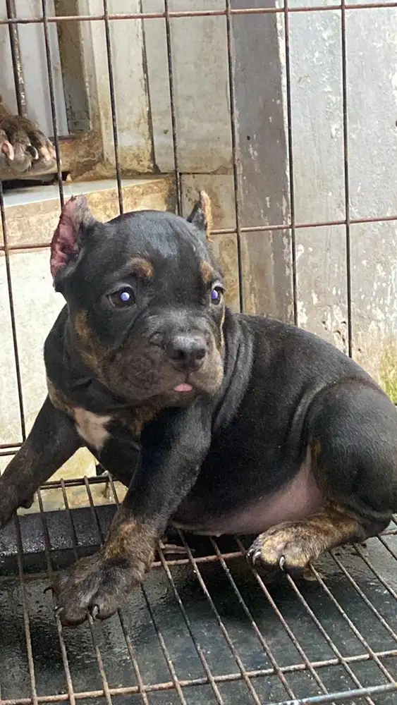 Anjing american bully pure