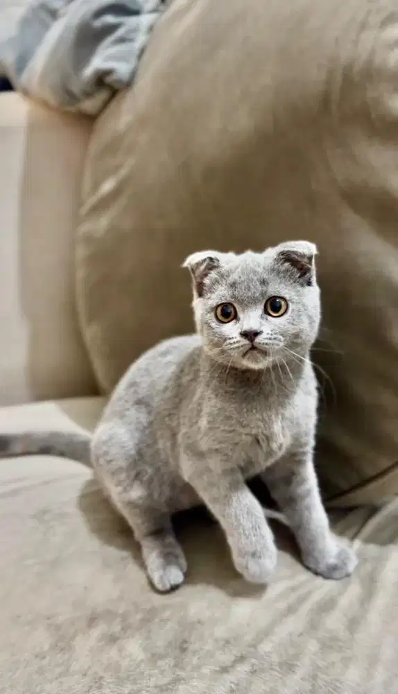 BSH Scottish Fold Betina