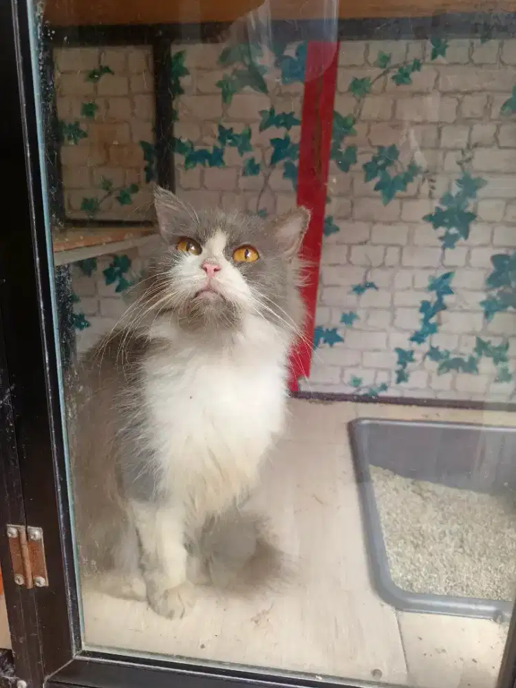 Persia 1th betina semi hibah