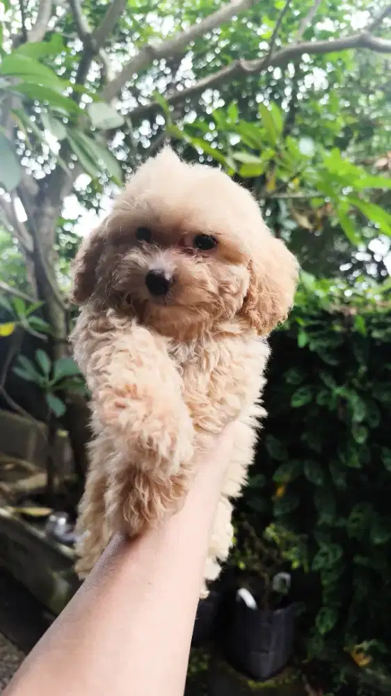 Anak Anjing puppy Poodle Pudel Betina Semarang
