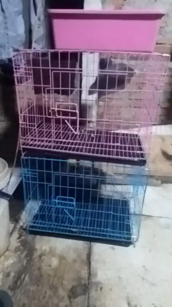 Kandang kucing biasa